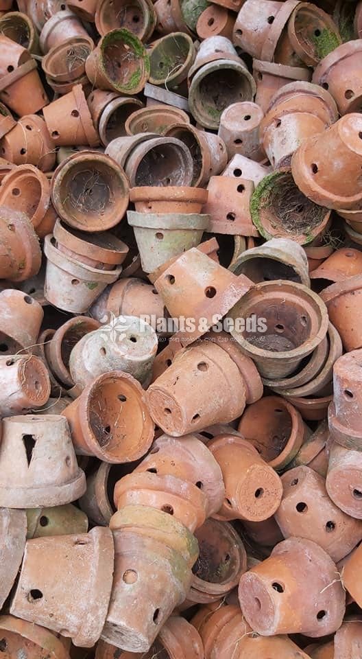 Used Orchid Clay Pots