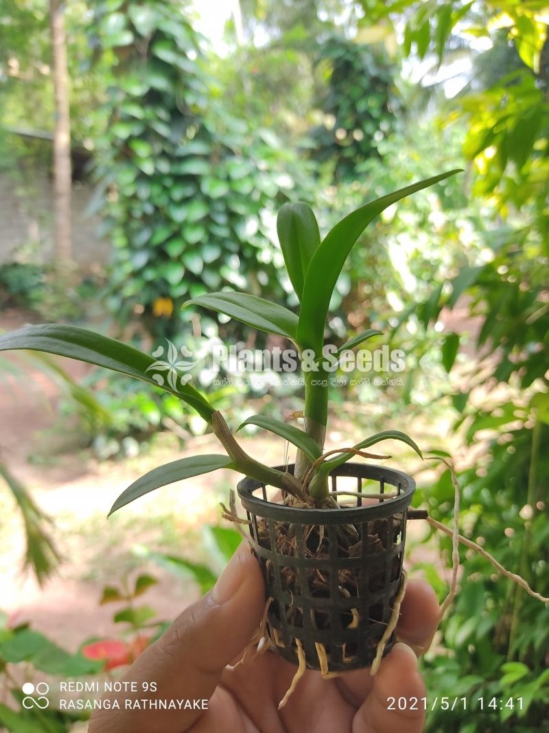 Dendrobium Plants