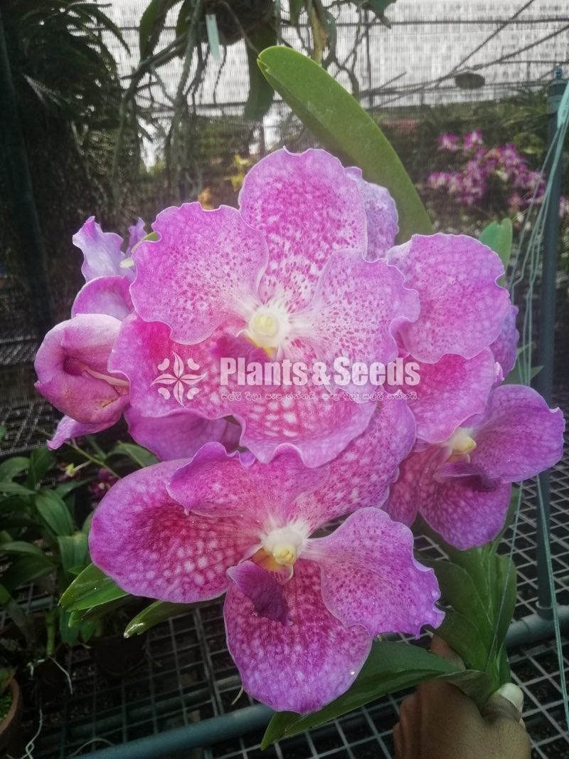 Vanda Orchids