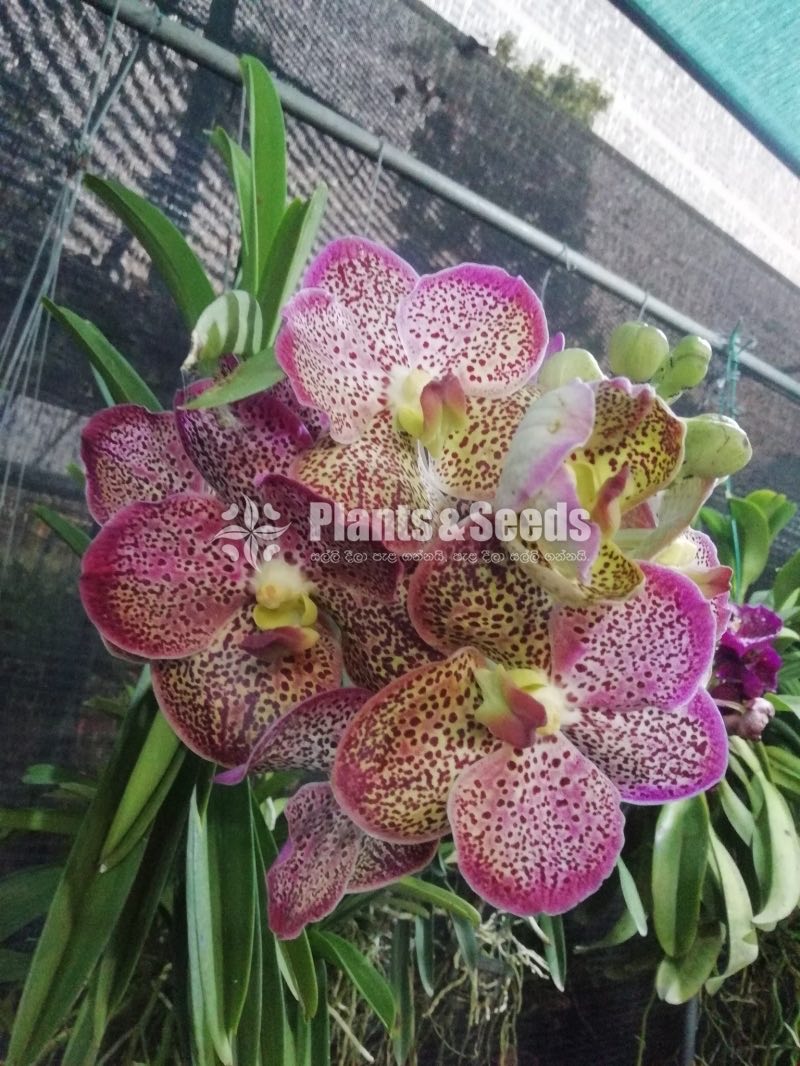 Vanda Orchids