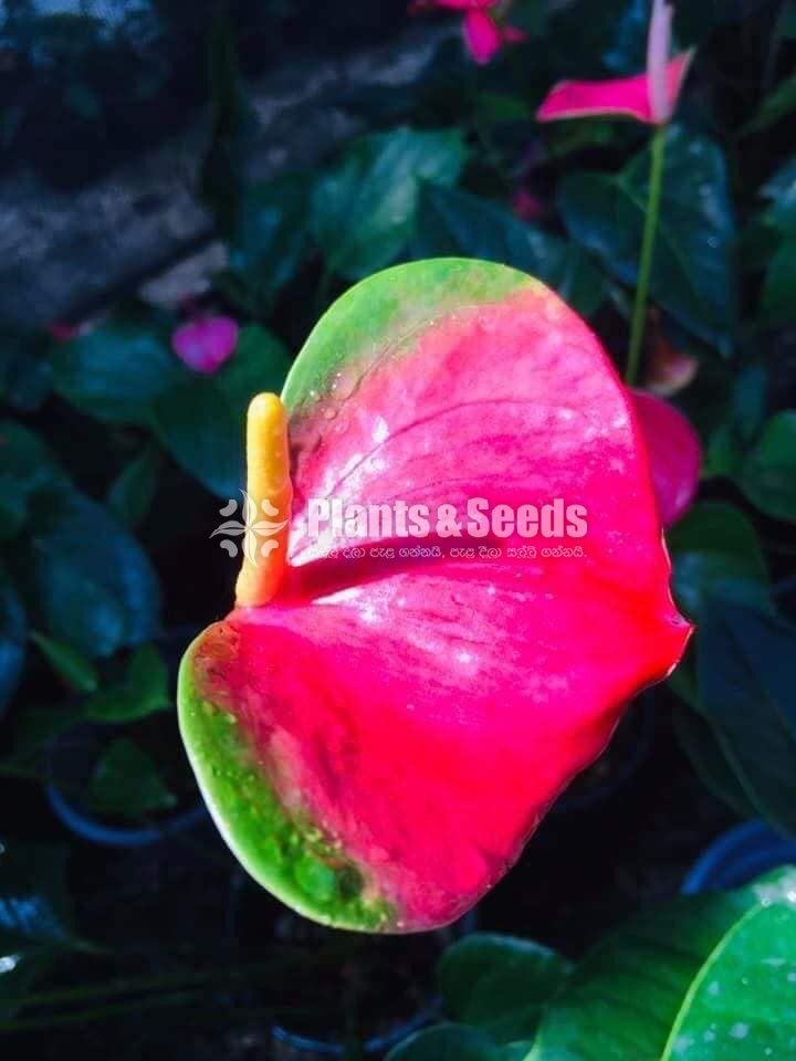 Whisper Anthurium