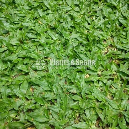 malaysian grass