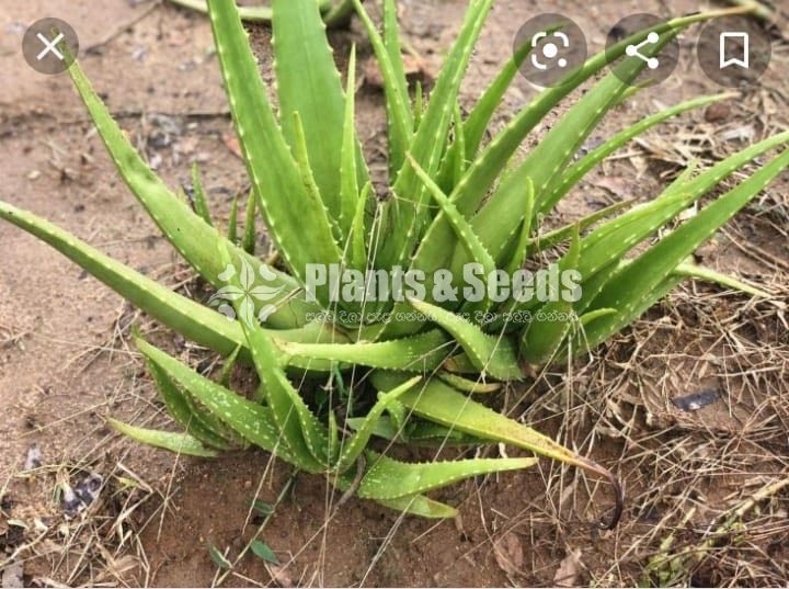 Aloevera(Komarika Plants)