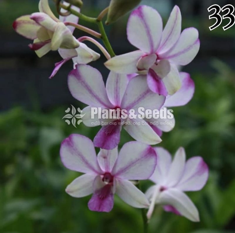 Dendrobium Orchids 27 Colors