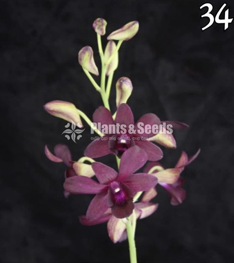 Dendrobium Orchids 27 Colors