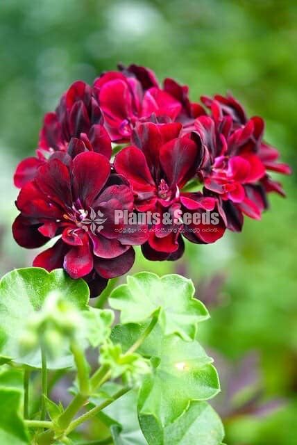 Hanging Geraniums 