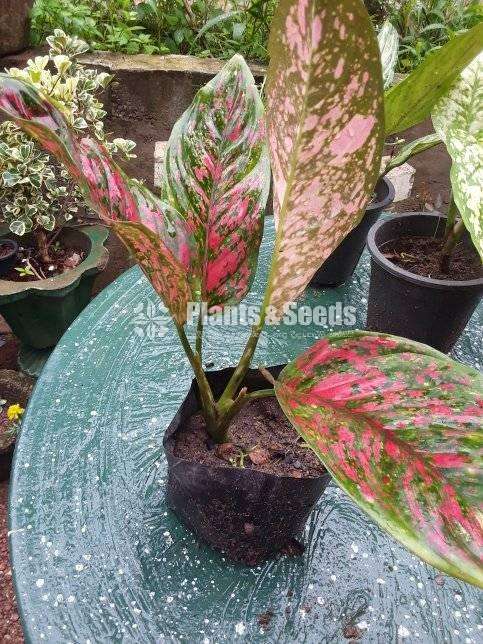  Aglonima Outdoor Plants 