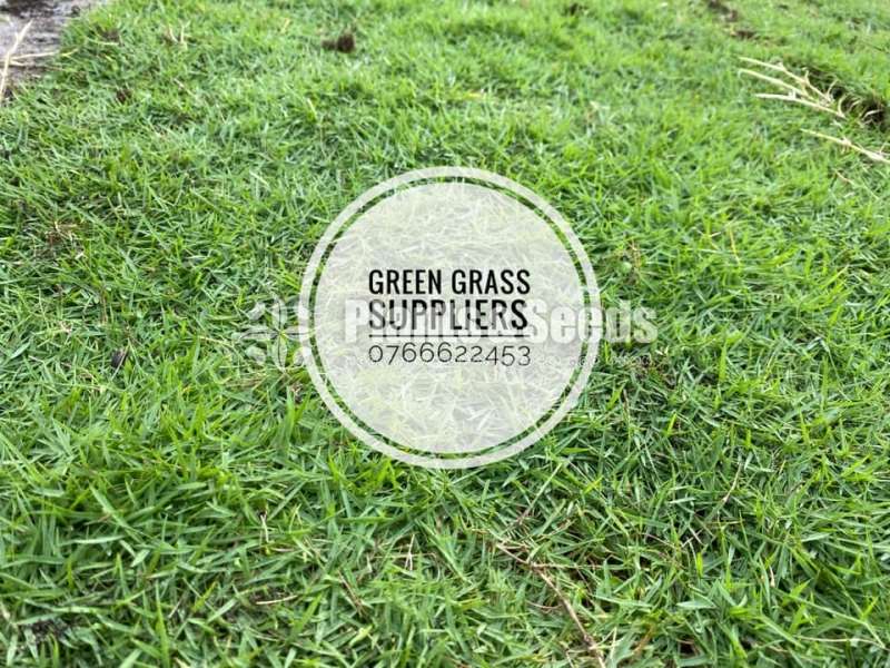 Australian Grass