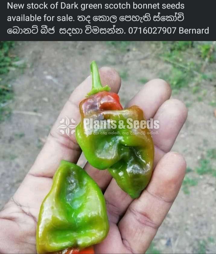  Scotch bonnet (Darkgreen)