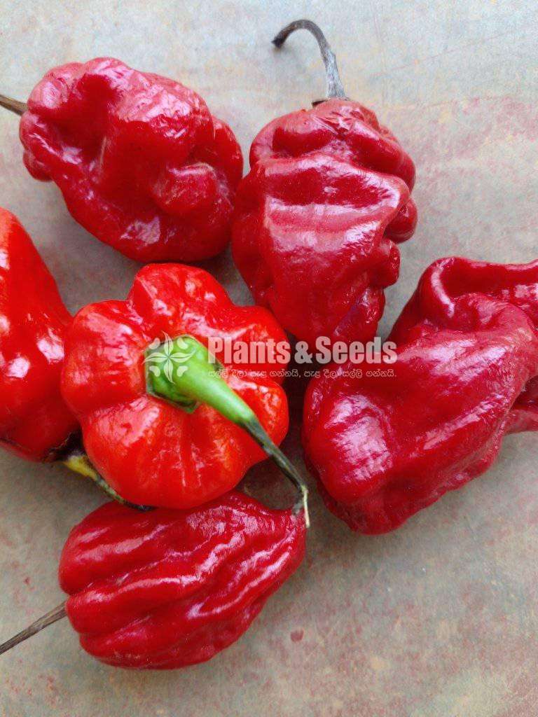 Scotch Bonnet Nimiris Seeds Plants And Seeds