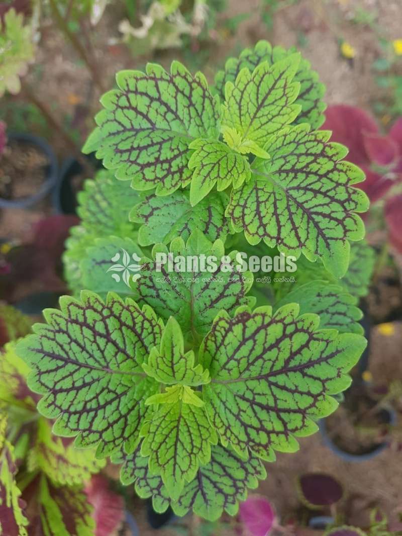 Coleus