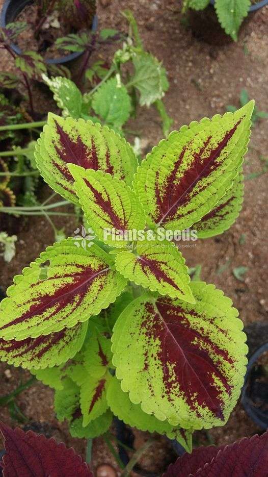 Coleus