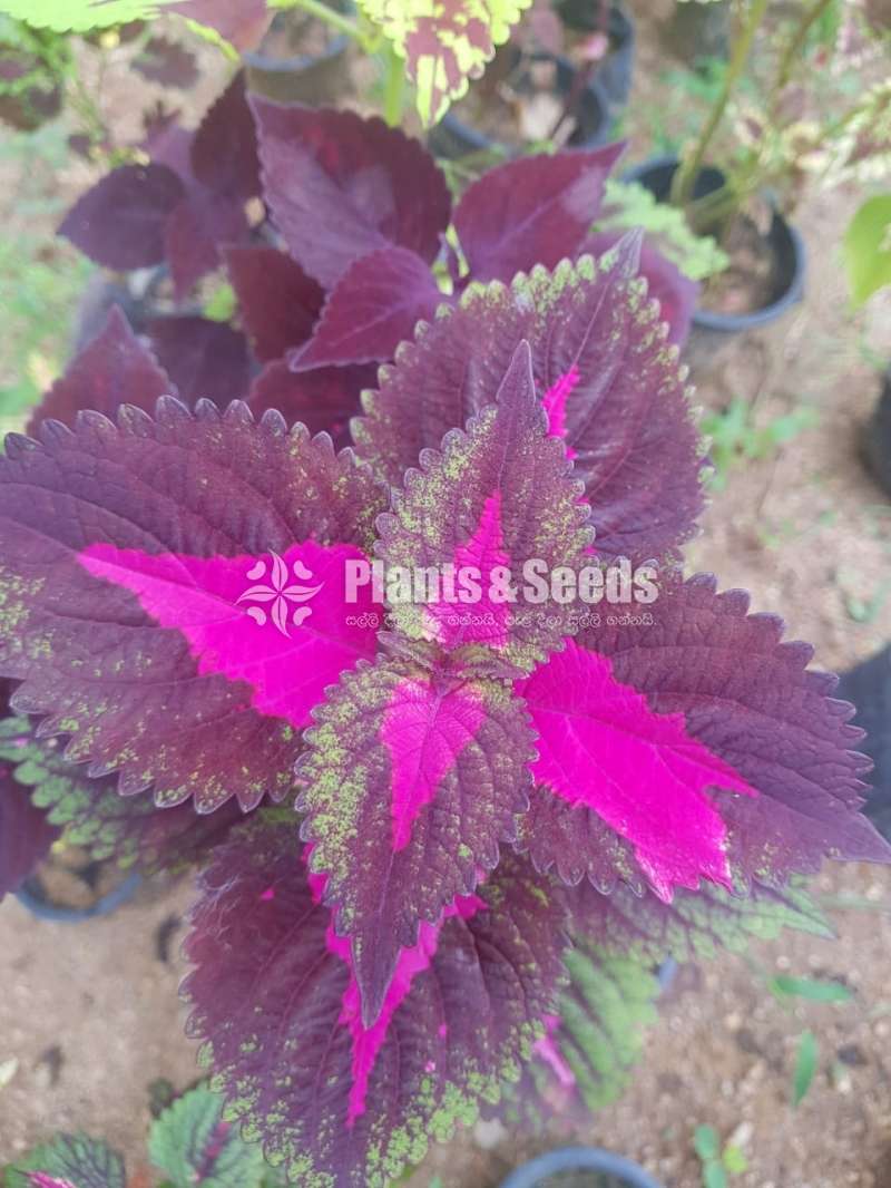 Coleus