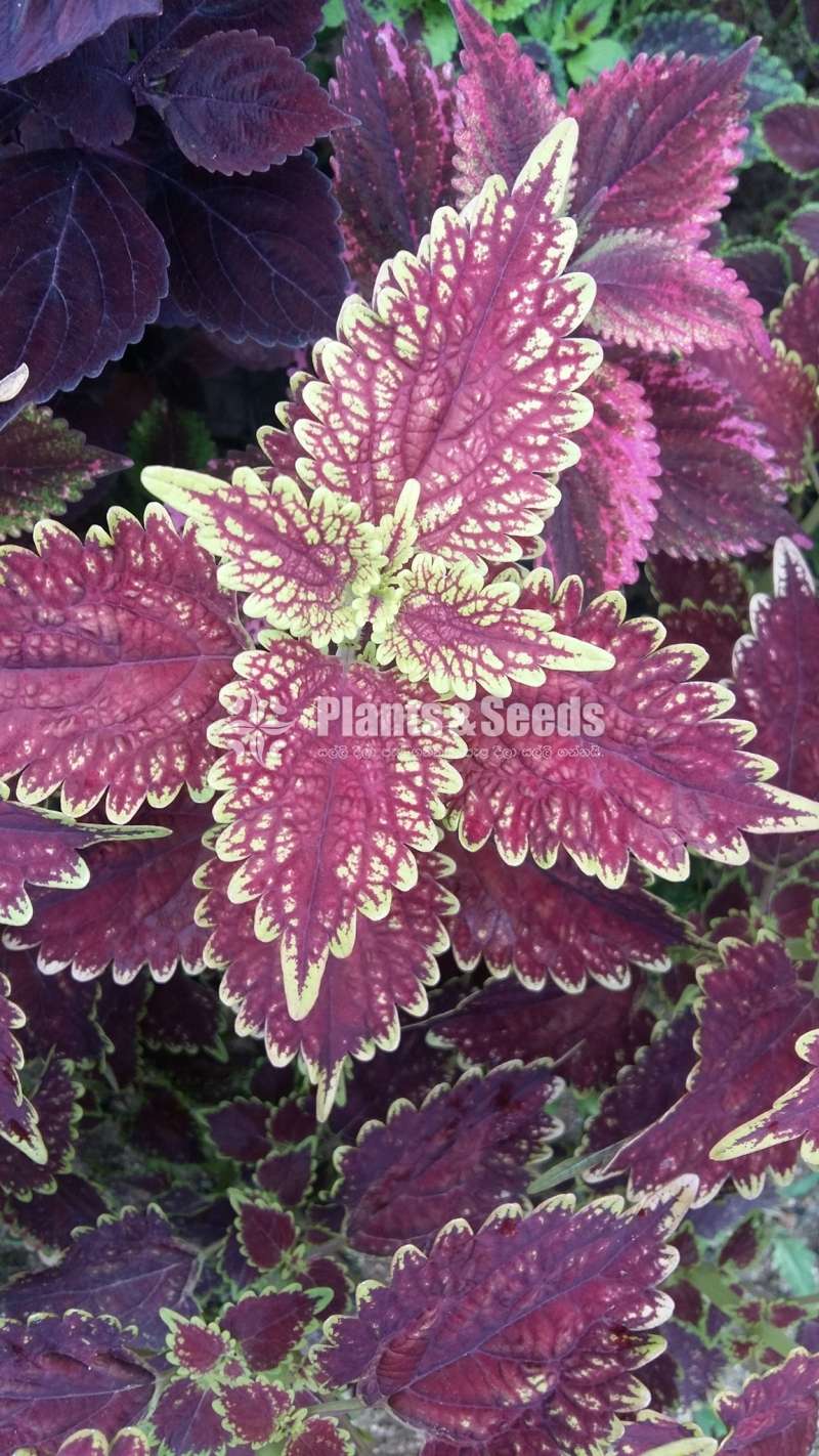 Coleus