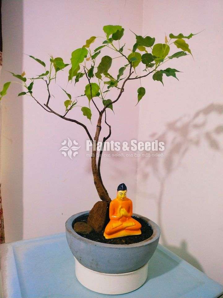 Bonsai Nuga Tree