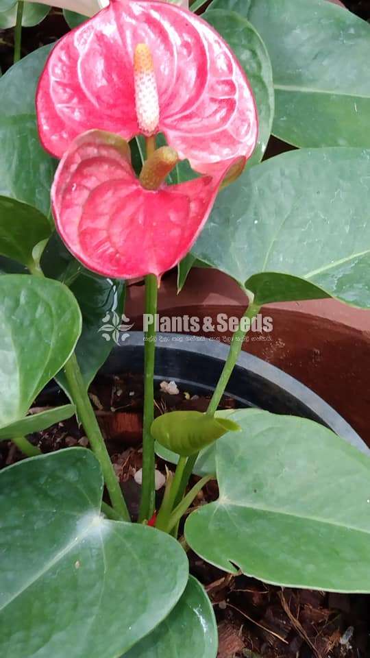 Bankok anthurium Mother plants