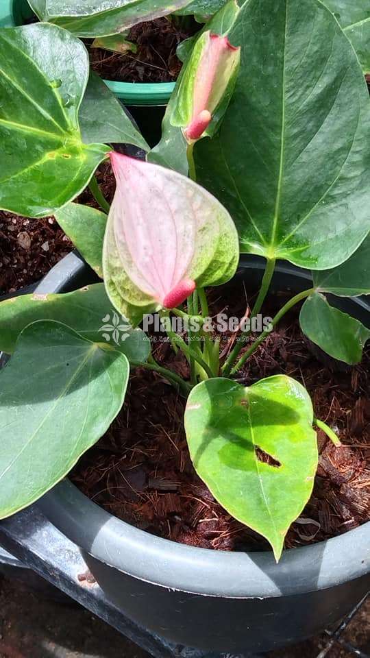 Bankok anthurium Mother plants