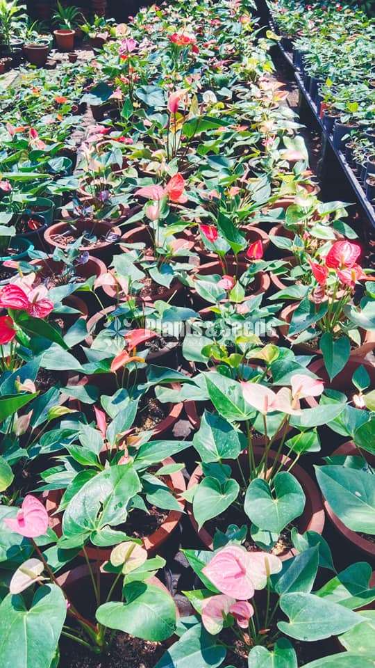 Bankok anthurium Mother plants