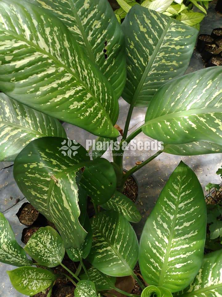  Aglonima Outdoor Plants 