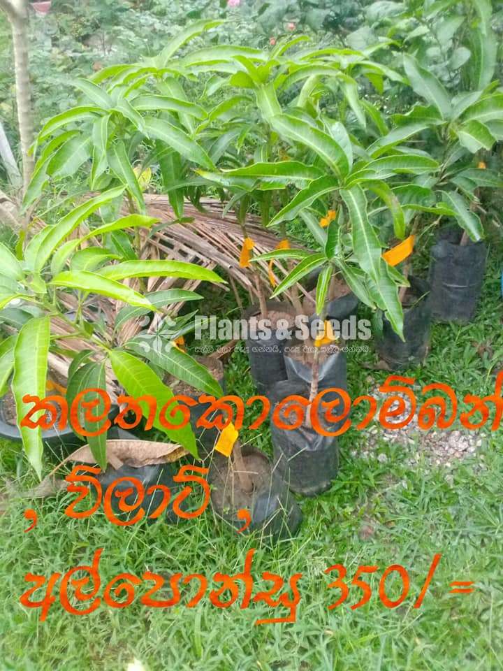 Mango Plant Collection