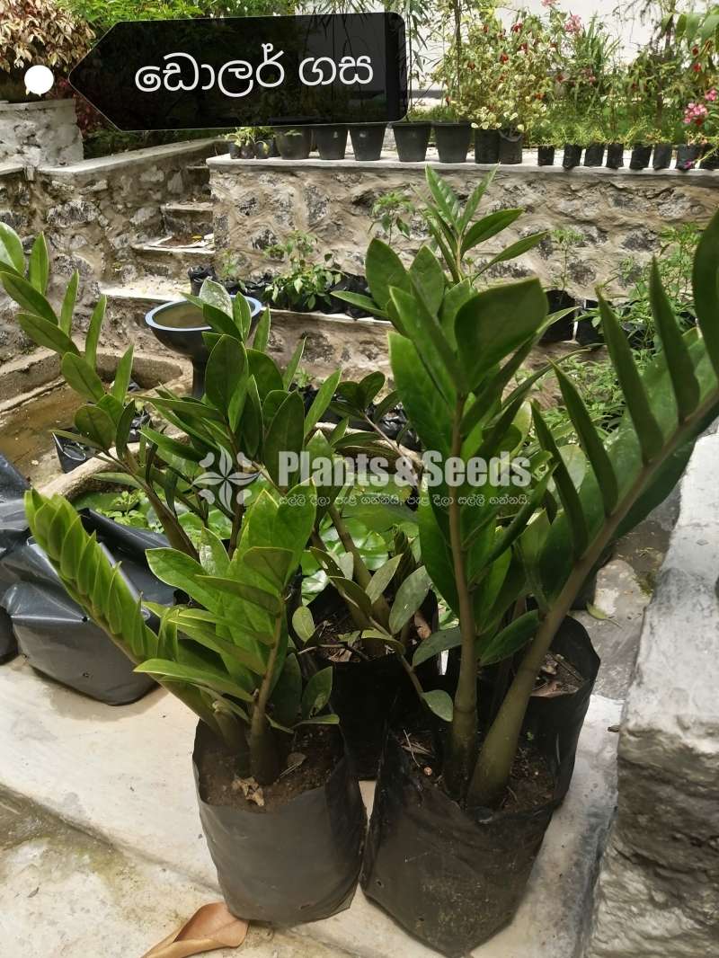 Dollar Plants (Lucky Plants)