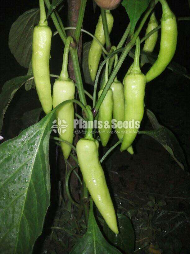 Muriya F1  malumiris Plants(මුරියා f1)