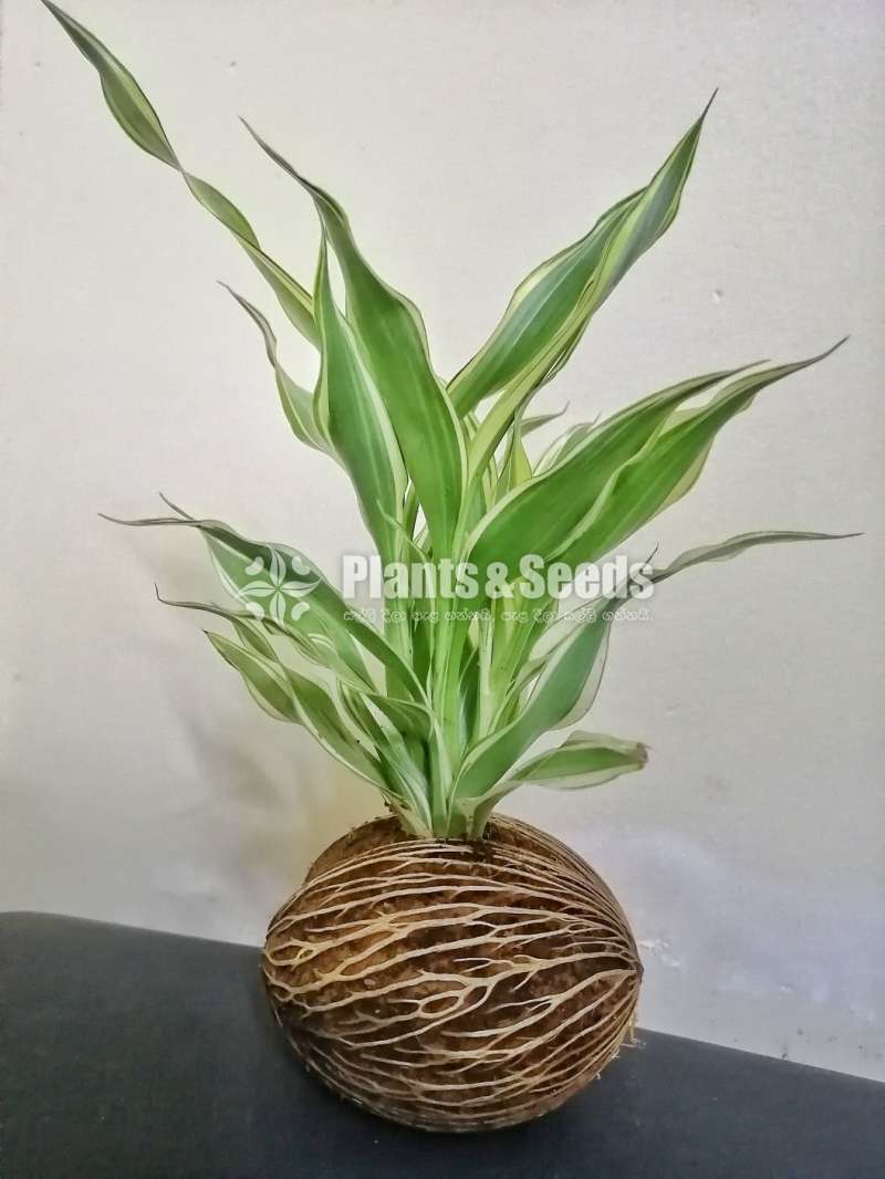 Kokedama cone plant