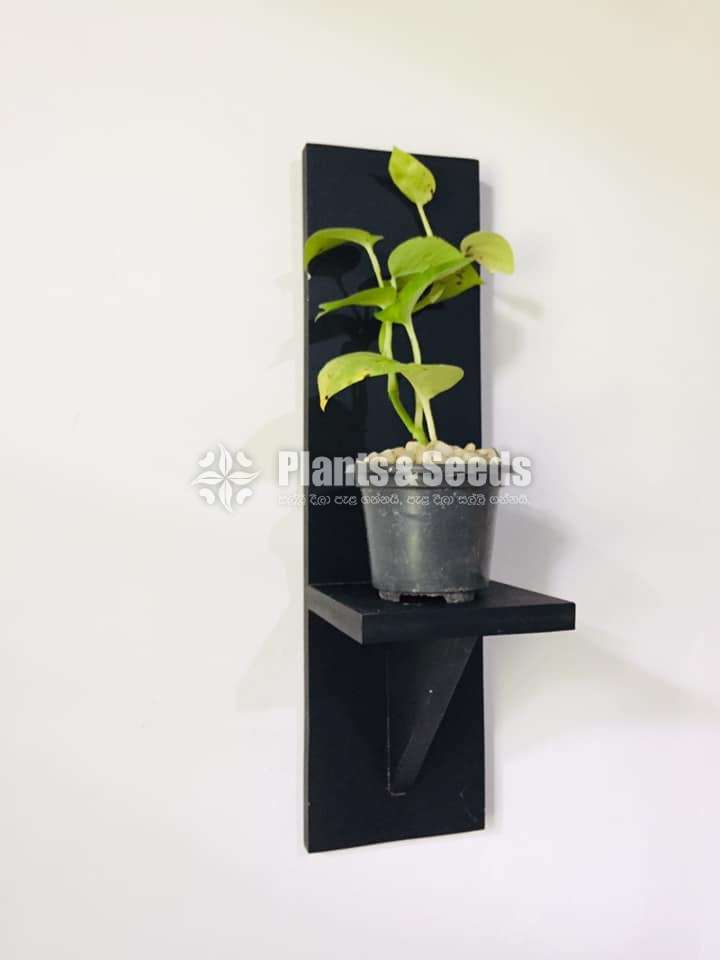 Plant Rack