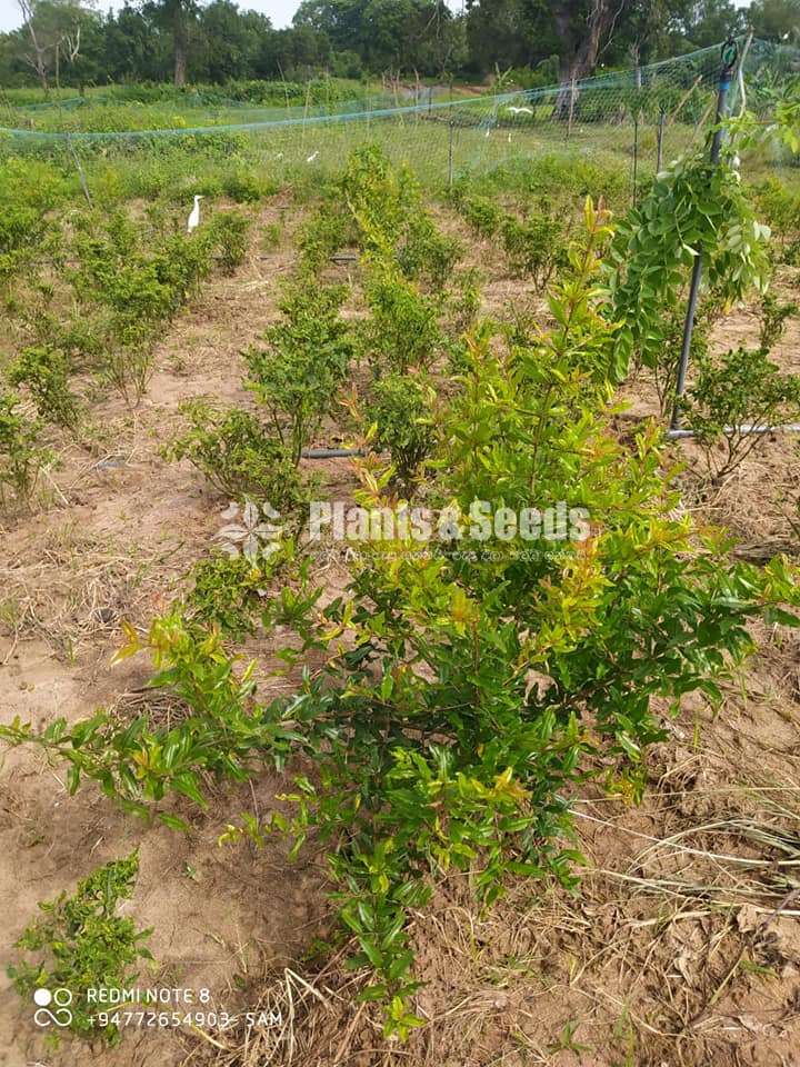 Red Angel pomegranate plants