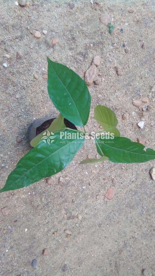 Red cocoa plants