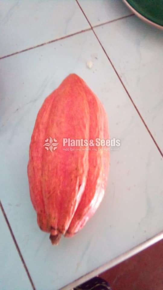 Red cocoa plants