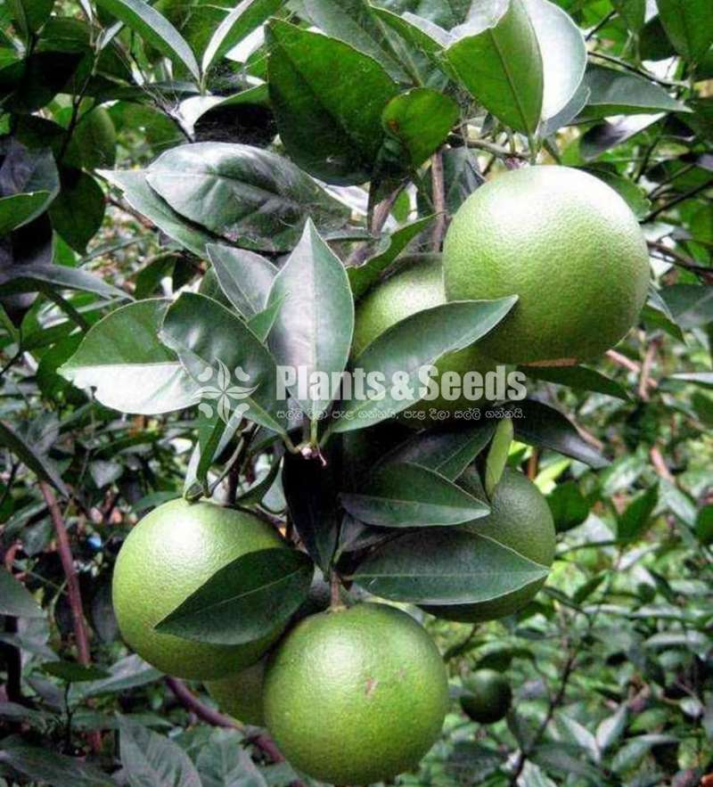 SriLankan Lime and Orange Plants