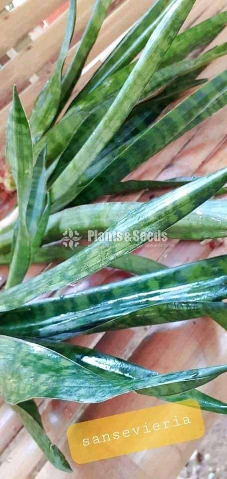 Sansevieria Indoor Plants