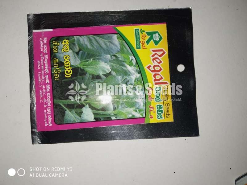 Vegetable Seeds