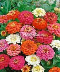 Zinnias flower seeds