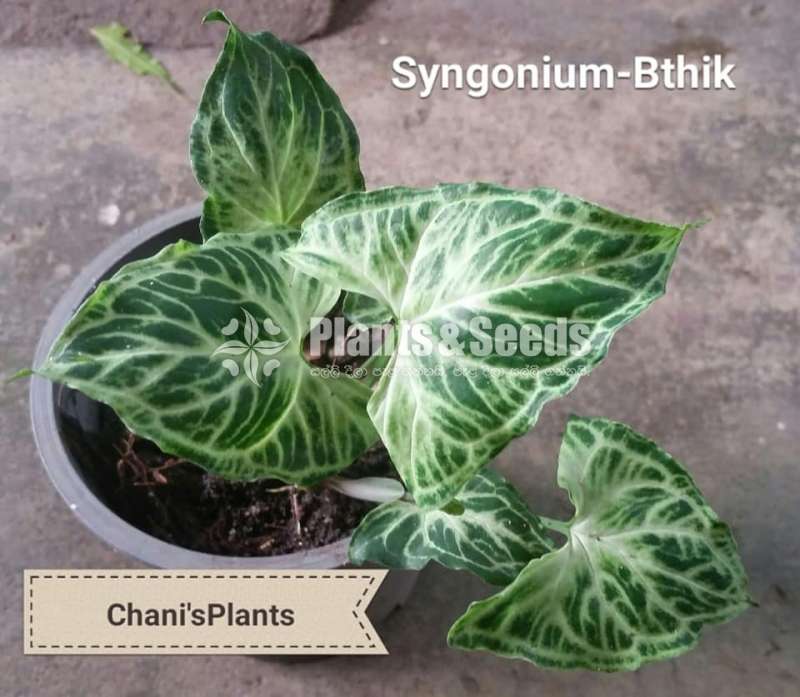 Syngonium(Outdoor Plants)