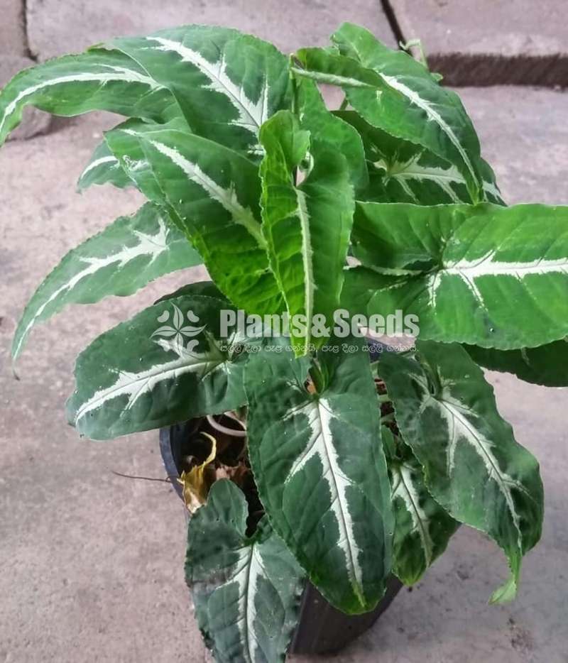 Syngonium(Outdoor Plants)