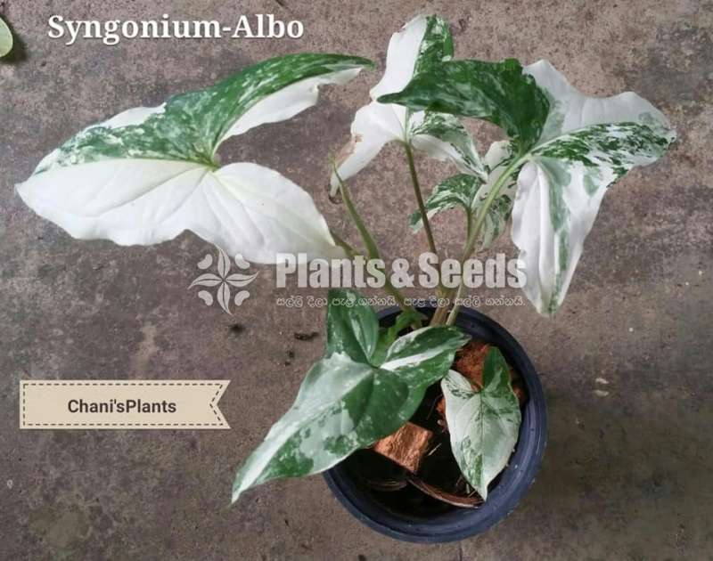 Syngonium(Outdoor Plants)