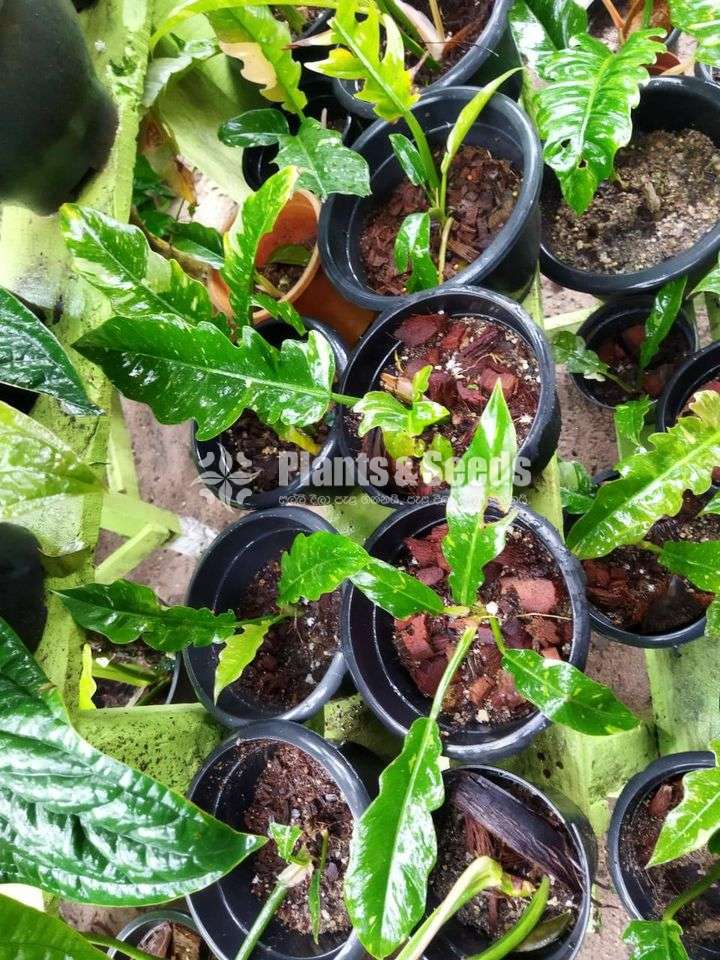 Ring of fire Outdoor Plants