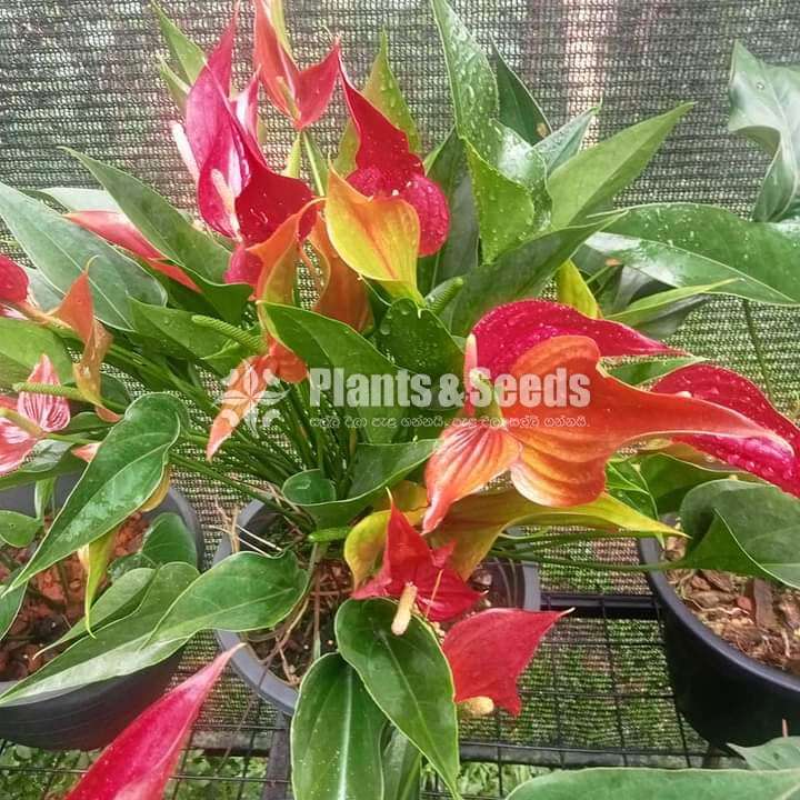 Anthurium Collection