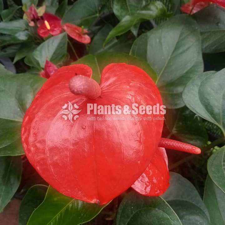 Anthurium Collection