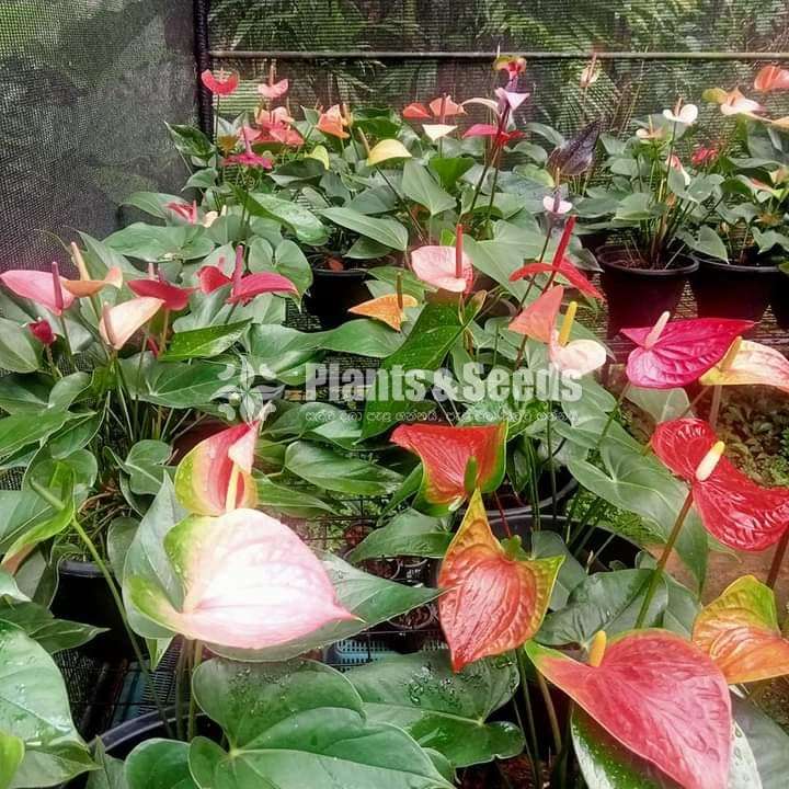 Anthurium Collection