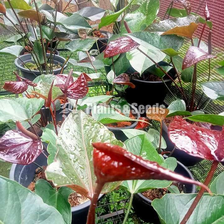 Anthurium Collection