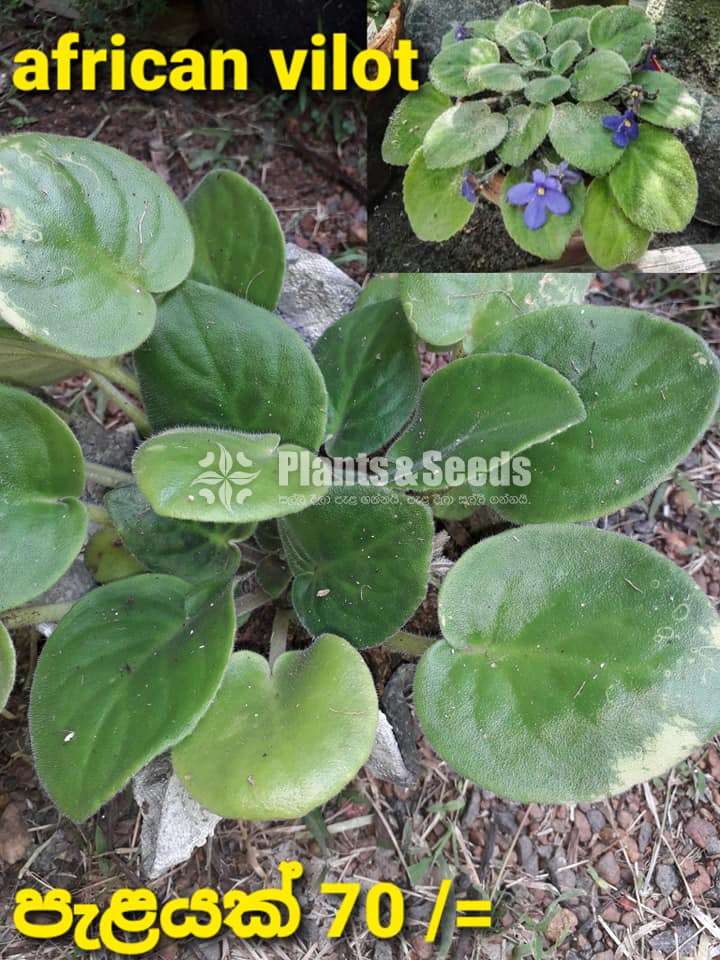 African Violet Begonia