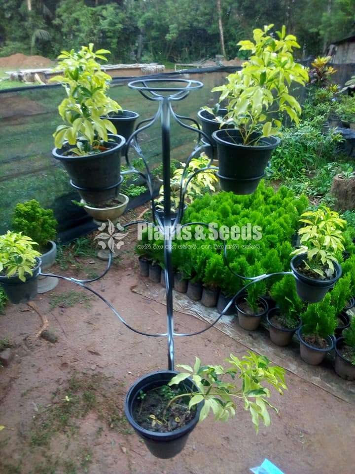 Metal Plant Stand - Plants And Seeds