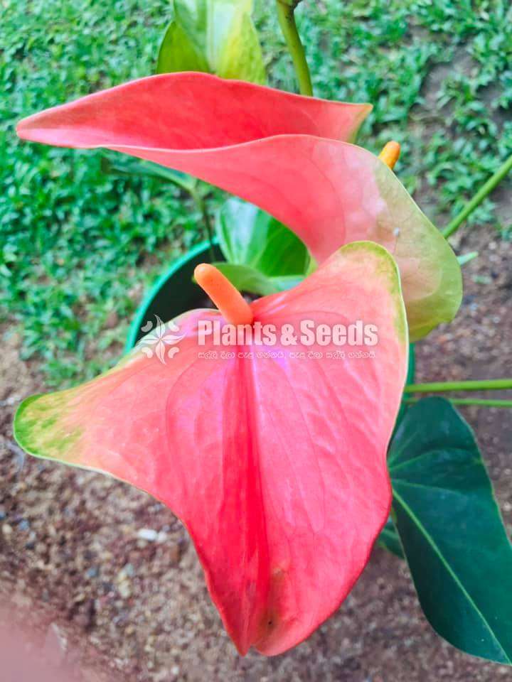 Anthurium Package