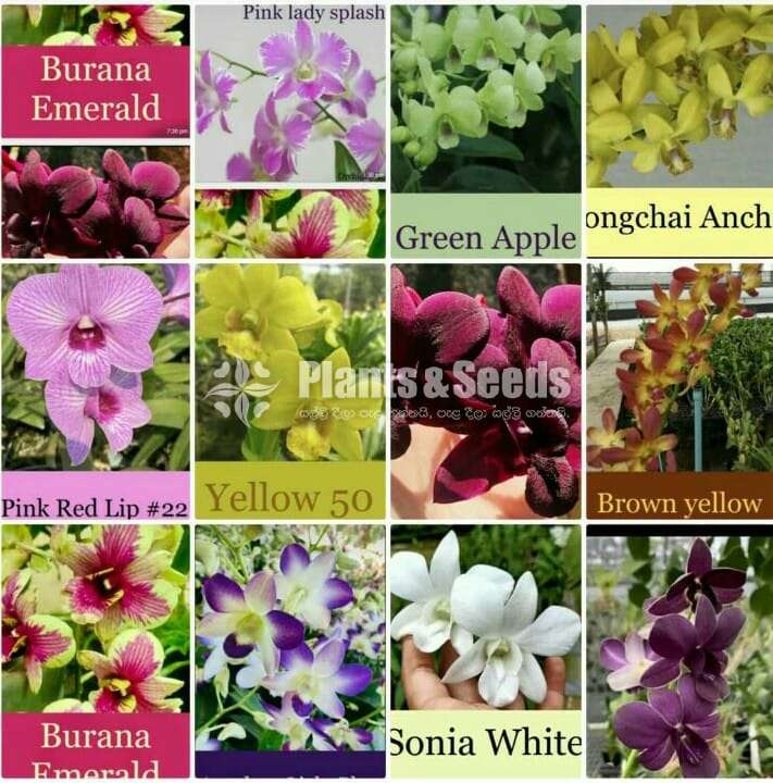 Dendrobium Seedling Size Plants - Plants And Seeds