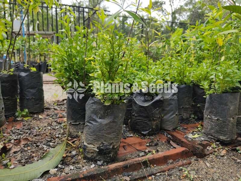 Sandle Wood Plants( සුදු හදුන් පැල)