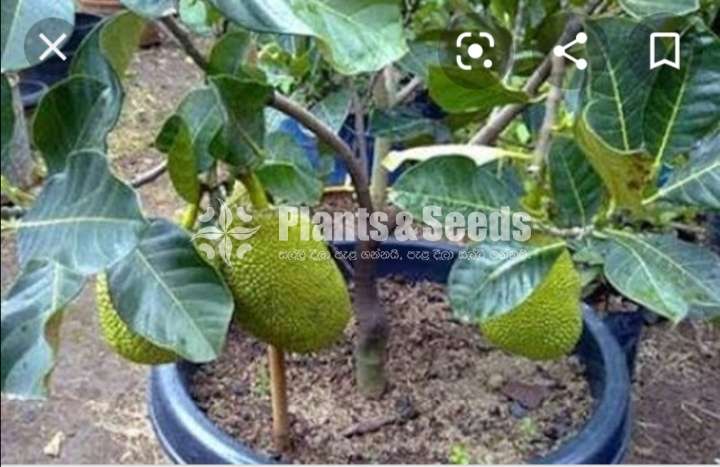 Hybrid Jackfruit Plants