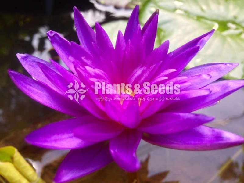 King of Siam (Water Plants)